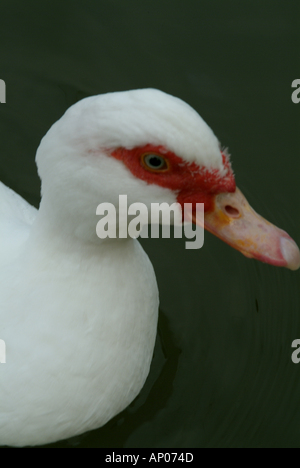 Frankreich-Provence eine weiße Ente auf dem Wasser Stockfoto