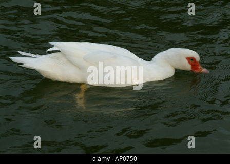 Frankreich-Provence eine weiße Ente auf dem Wasser Stockfoto