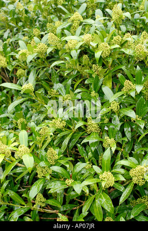 SKIMMIA X CONFUSA KEW GRÜNE AGM IM WINTER Stockfoto