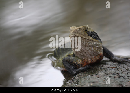 Östlichen Wasserdrache, Physignathus Leseurii, Männchen aus Wasser Stockfoto