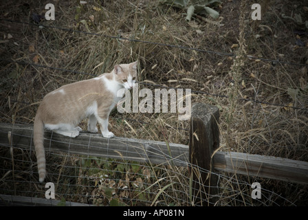 Tan und weiß Tabby Katze, stehend auf der oberen Schiene Holzzaun Nahfeld Stockfoto