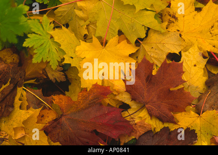 Blatt-Wurf-Mosaik Nahaufnahme Detail meist Ahorn Blätter Stockfoto