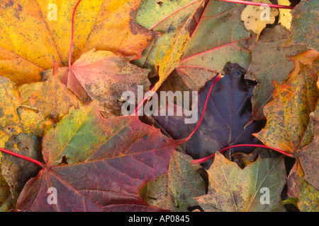 Blatt-Wurf-Mosaik Nahaufnahme Detail meist Ahorn Blätter Stockfoto