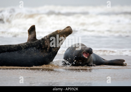 Kegelrobben, die Kämpfe in der Surf-uk Stockfoto