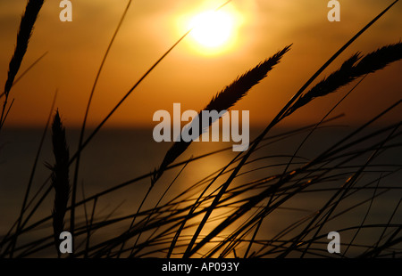 Grass Silhouette am Boulevard von Zandvoort bei Sonnenuntergang mit einem sehen, die die Sonne in den Hintergrund. Romantische Atmosphäre. Stockfoto