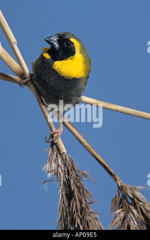 Kubanische Finch Tiaris Tochter.  Kubanische Grassquit (Tiaris Canorus) Stockfoto