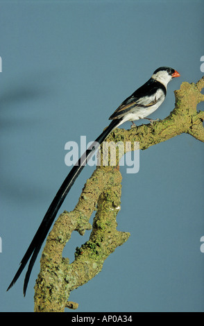 PIN-Tailed Whydas (Vidua Macroura) Pin-tailed Witwe Stockfoto