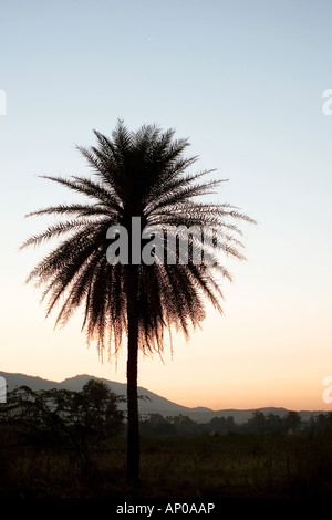 Dattelpalme Silhouette in der indischen Landschaft Stockfoto