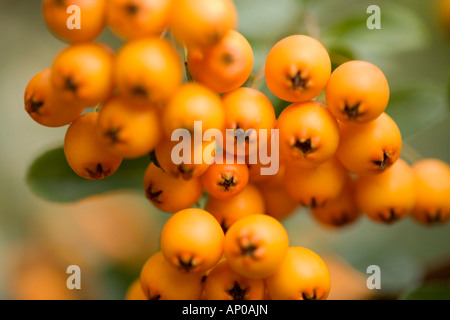 Orange Beeren "Pyracantha Saphyr Orange Syn Cadange" hautnah im detail Stockfoto