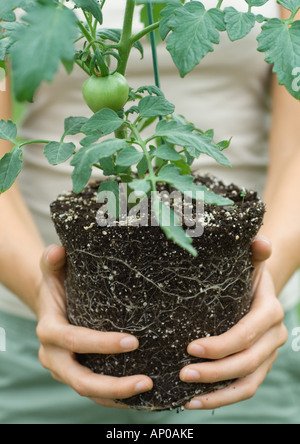 Inhaber unpotted Tomatenpflanze Stockfoto