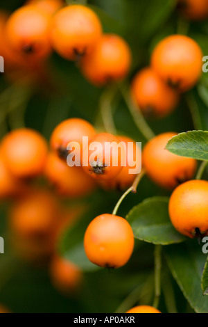 Orange Beeren "Pyracantha Saphyr Orange Syn Cadange" hautnah im detail Stockfoto