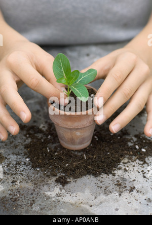 Sämling Pflanzen im Topf Stockfoto