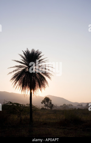 Dattelpalme Silhouette in der indischen Landschaft Stockfoto