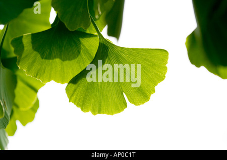 Ginkgo Biloba / tausend Baum Laub im Detail Stockfoto