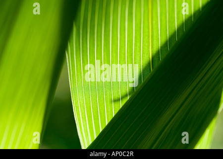 Blättern Sie im detail Stockfoto