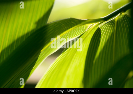 Blättern Sie im detail Stockfoto