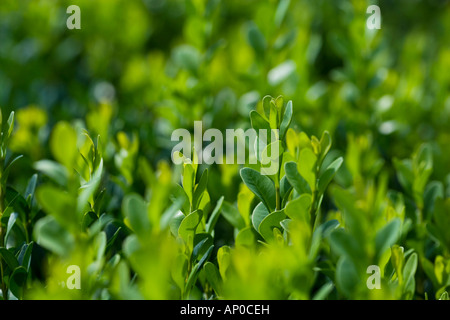 Blatt und Hecke Laub in Nahaufnahme detail Stockfoto