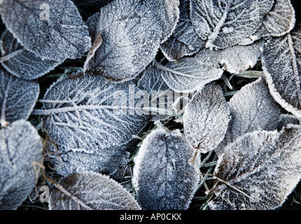 Gefallene Blätter beschichtet mit Winterfrost Stockfoto