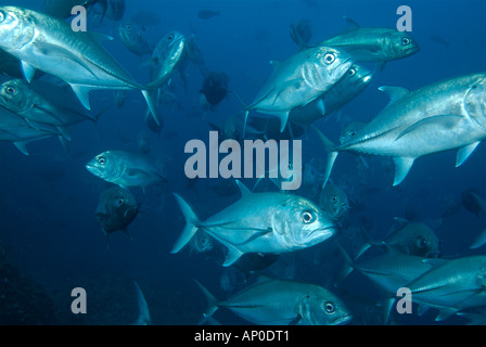 Eine große Schule von Horse Eye Jacks Cocos Island Costa Rica Stockfoto