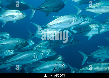 Eine große Schule von Horse Eye Jacks Cocos Island Costa Rica Stockfoto