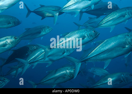 Eine große Schule von Horse Eye Jacks Cocos Island Costa Rica Stockfoto