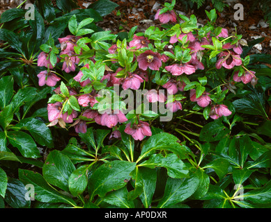 Vashon Island WA Nieswurz Helleborus Hybridus Pluto im zeitigen Frühjahr blühen Stockfoto