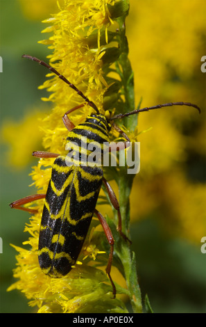 Heuschrecke Borer Käfer auf eine Goldrute Blüte Megacyllene robiniae Stockfoto