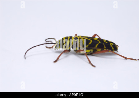 Heuschrecke Borer Käfer auf weißem Hintergrund im Studio Megacyllene robiniae Stockfoto