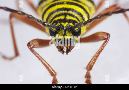 Heuschrecke Borer Käfer auf weißem Hintergrund im Studio Megacyllene robiniae Stockfoto