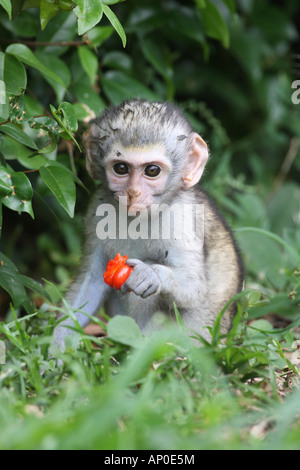 Vervet Affen, grüne Aethiops Pygerythrus, einziges Kind eine rote Frucht essen Stockfoto
