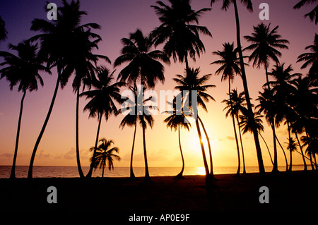 Sonnenuntergang hinter Silhouette Palm Bäume Futter Dominikanische Republik Strand in Punta Cana Stockfoto