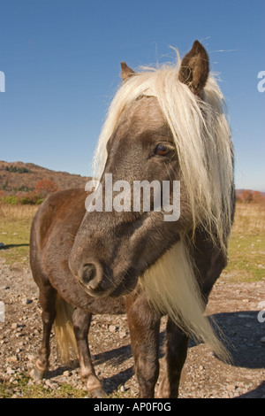 Wildes Pony im Grayson Highlands State Park Stockfoto