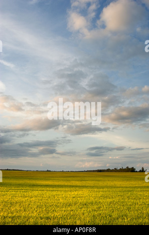 Landwirtschaftlichen Reisernte auf Ackerland in Walnut Ridge auf die Mississippi Alluvial Ebene-Region von Arkansas Stockfoto