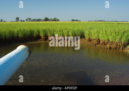 Landwirtschaftlichen Reisernte auf Ackerland in Walnut Ridge auf die Mississippi Alluvial Ebene-Region von Arkansas Stockfoto