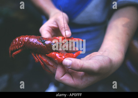 Australische Frischwasser Krebstiere Yabby-Cherax Destructor Stockfoto