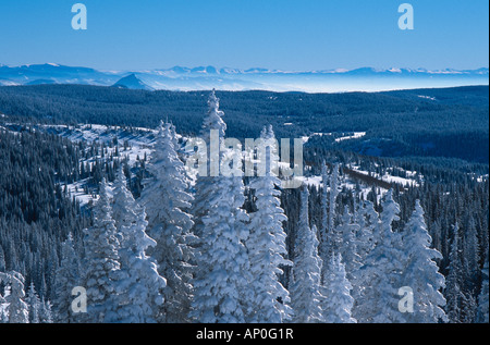 Schneebedeckte Bäume und fernen Berge Steamboat Springs Colorado USA Stockfoto