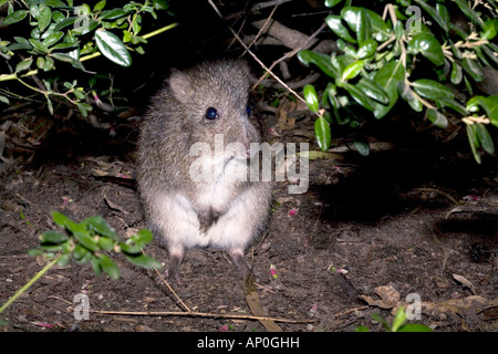 Nahaufnahme der Langnasen-Potoroo-Potorous Tridactylus - Familie Potoroidae Stockfoto