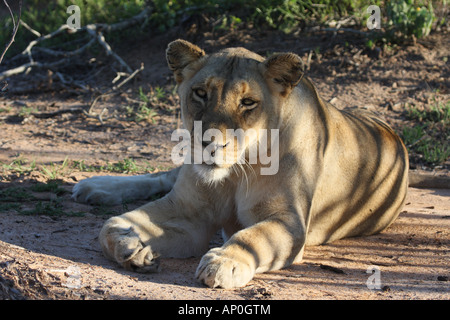 Afrikanischer Löwe, Panthera Leo, Weiblich Stockfoto