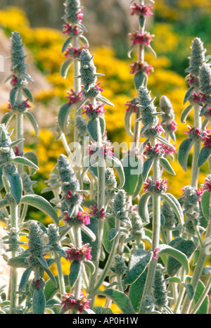 Lambs Ohren Blumen in voller Blüte mit gelbem Hintergrund Stockfoto