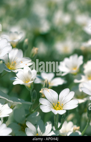 Schnee im Sommerblumen Detail Steamboat Springs Colorado USA Stockfoto