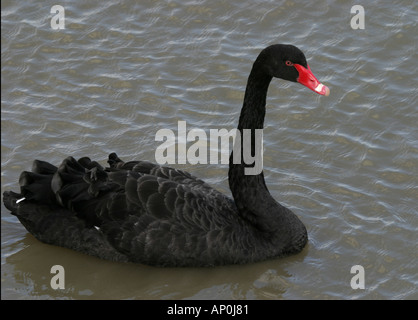 Schwarzer Schwan auf Themse London Stockfoto