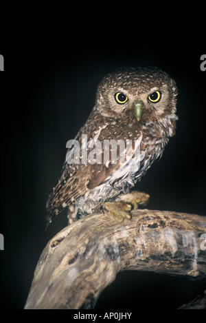 Perle entdeckt Owlet Glaucidium Perlatum hocken nachts im westlichen Kalahari, Namibia Stockfoto