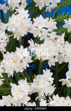 Narcissus "Paperwhite" Papyraceus Paperwhites Narzissen Division 13 Arten in voller Blüte mit vielen weißen duftenden Blüten im Frühjahr Stockfoto