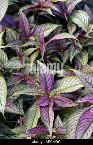 Strobilanthes Dyerianus persischer Schild Blattpflanze Closeup Nahaufnahme Portrait zeigt lila, Silber & grüne Blätter Stockfoto