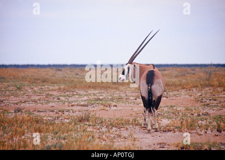 Gemsbock Oryx Gazella in trockenen Savanne, Etosha N.P., Namibia Stockfoto