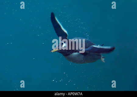 Gentoo Penguin schwimmen Unterwasser Pygosalis papua Stockfoto