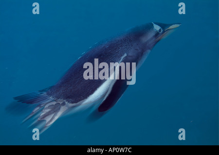 Gentoo Penguin schwimmen Unterwasser Pygosalis papua Stockfoto