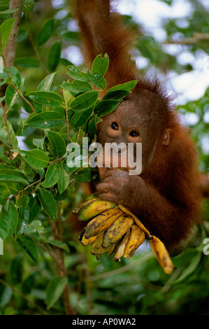 BORNEAN ORANGUTAN Pongo Pygmaeus jungen Bananen essen Stockfoto