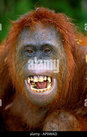 BORNEAN ORANGUTAN Pongo Pygmaeus Tanjung Puting Nationalpark Borneo-Indonesien Stockfoto