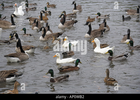 Kanadagänse, Branta Canadensis, Stockenten, Anas Platyrhynchos und weißen Enten Stockfoto